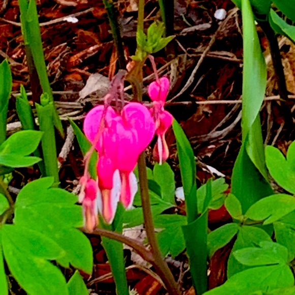 Meet your Posher, Sheila - Picture 1 of 2